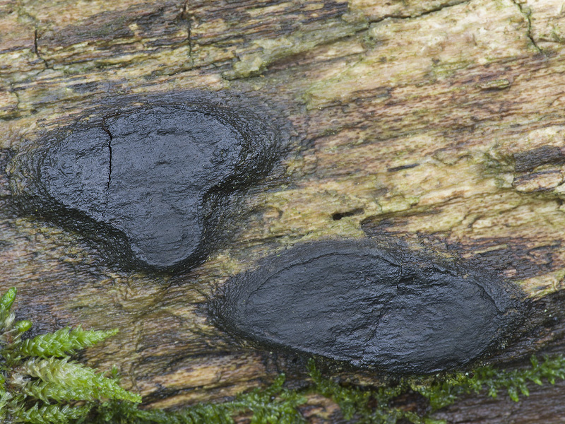 Lopadostoma pouzarii